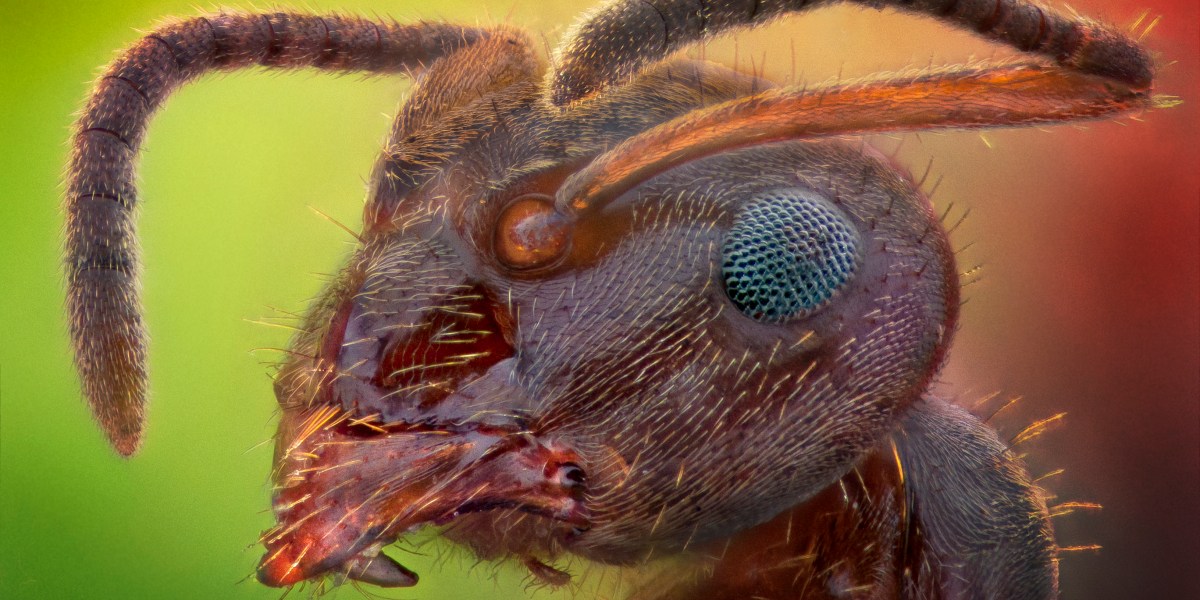 World Ant Earth's ant population is a LOT bigger than you might think | Fortune