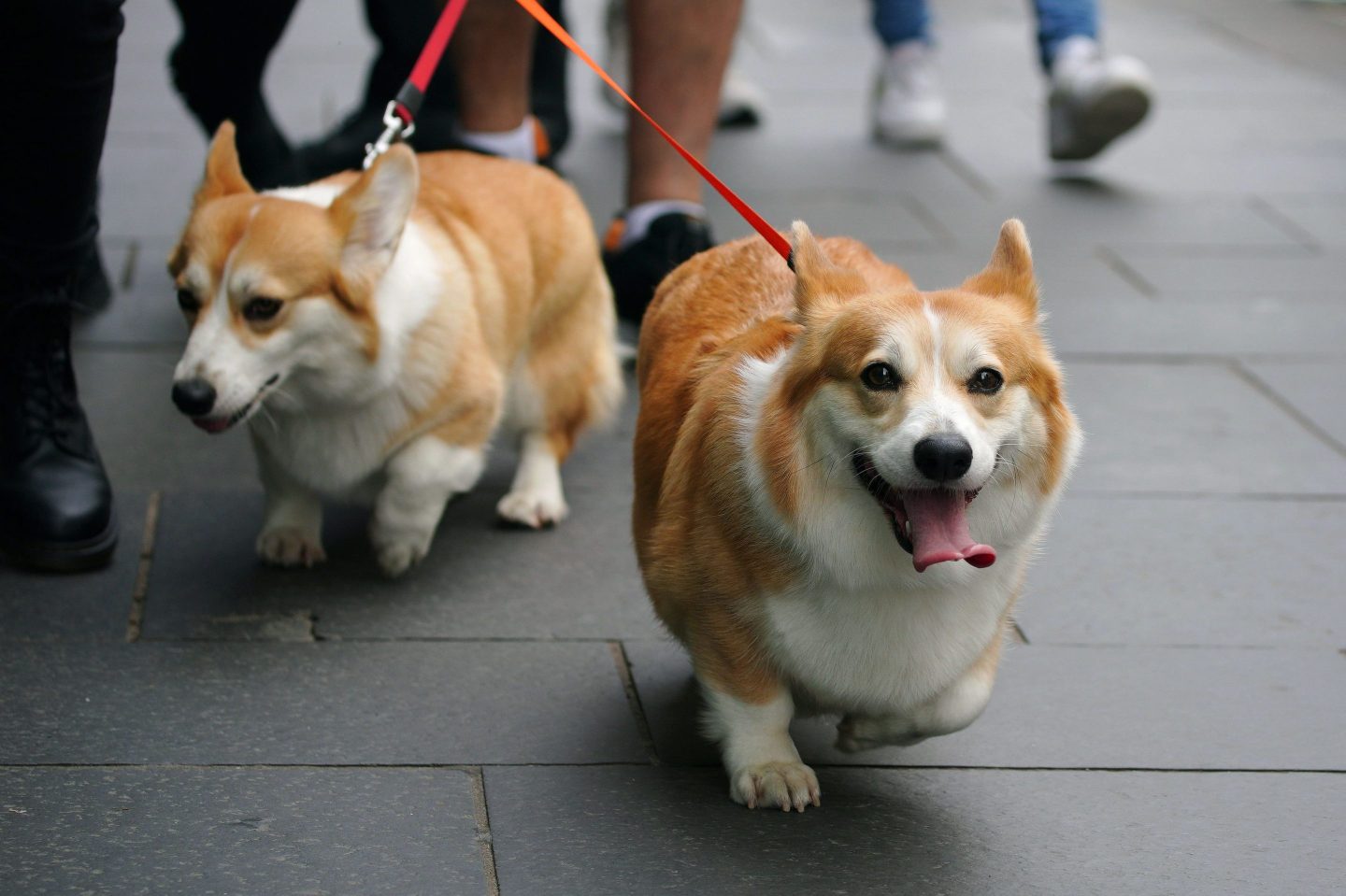 People walk corgis along the Royal Mile in Edinburgh on Sunday.