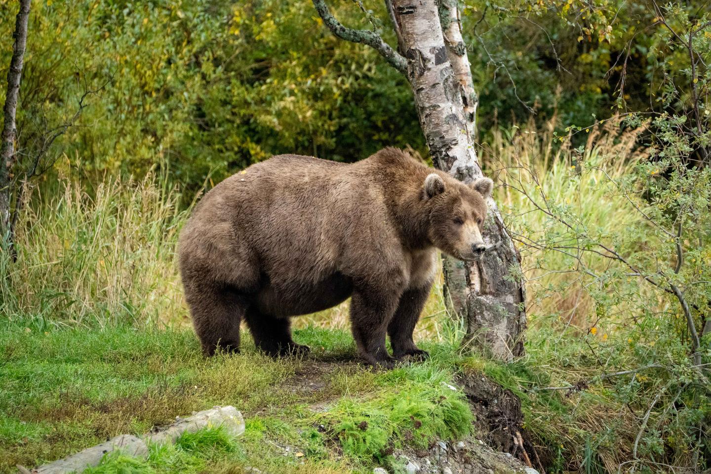 ‘Our ballot box has been stuffed’: Fat Bear Week rocked by cheating scandal