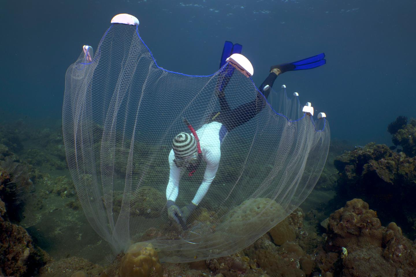 Fisherman