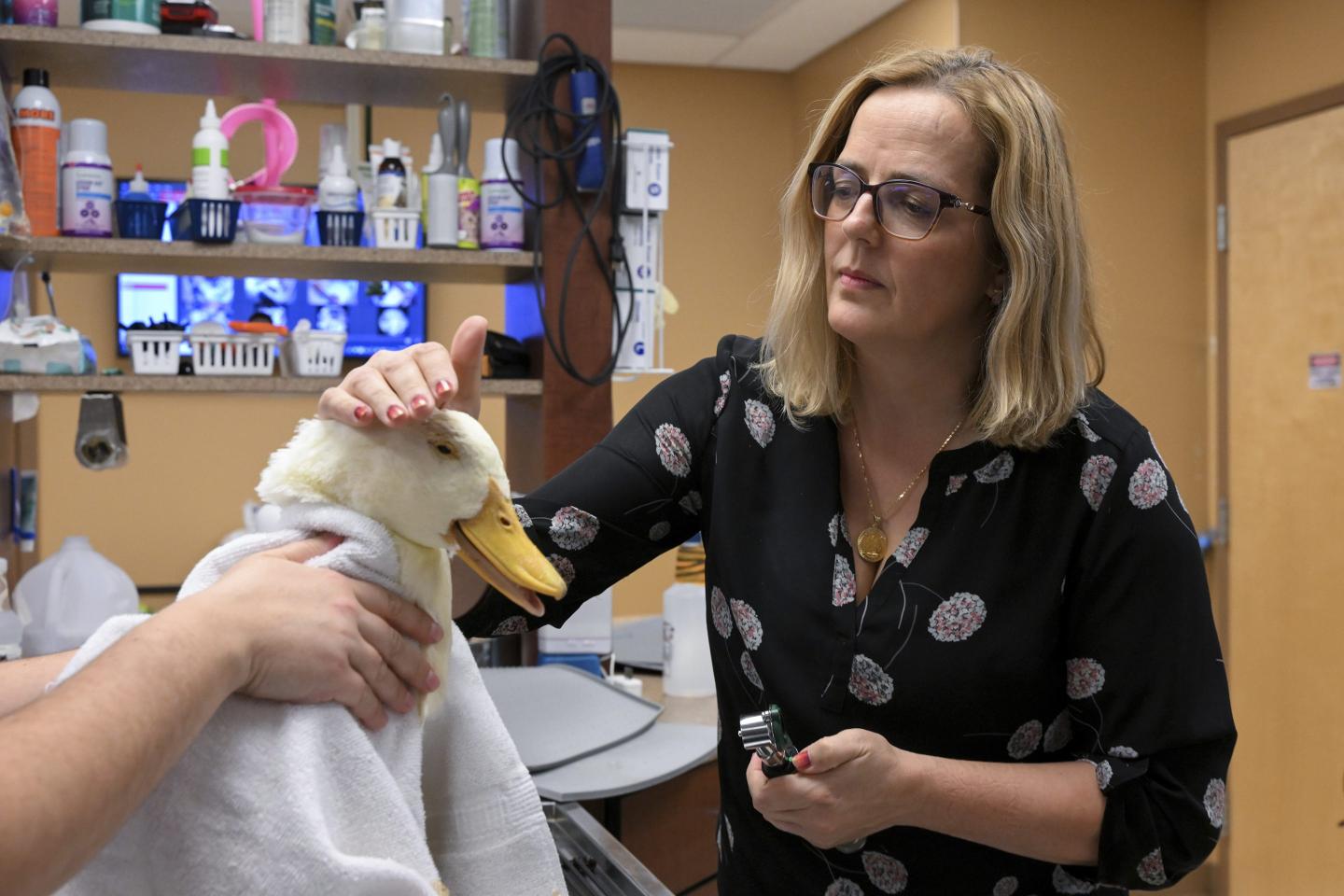 veterinary visit for duck