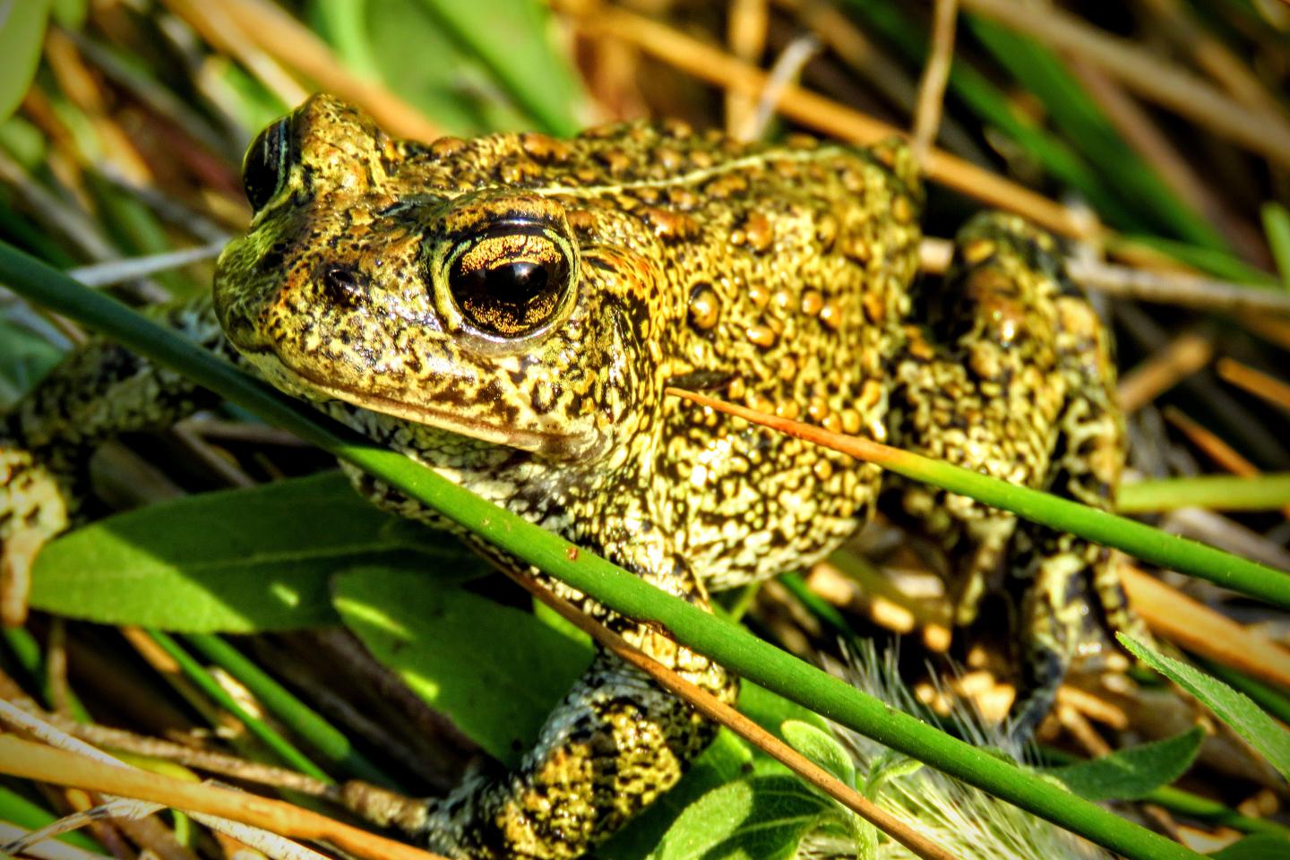 Toad