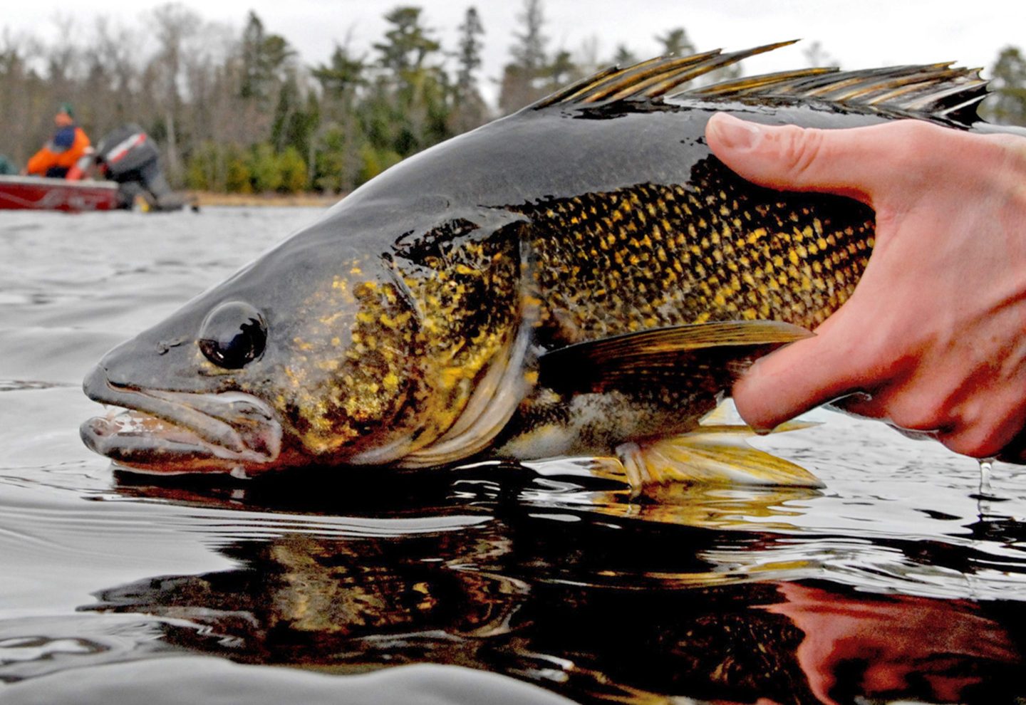 fisher holds a walleye