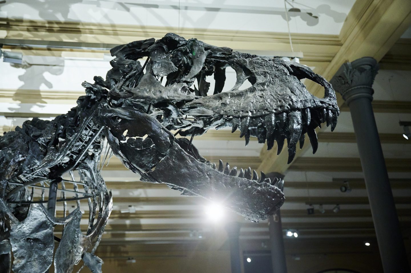 The skeleton of the Tyrannosaurus rex