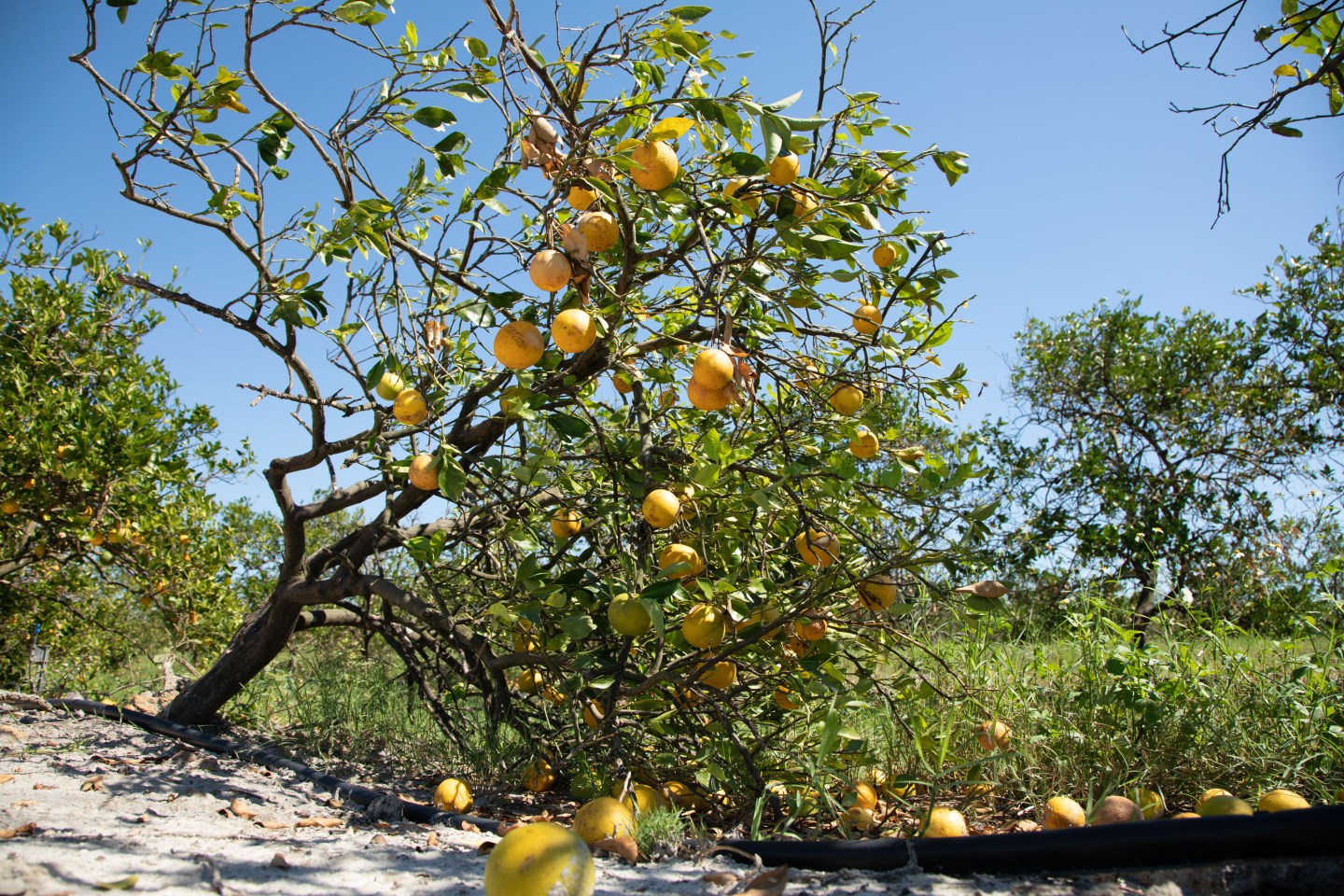 A Florida orange tree blown down from the Hurricane.