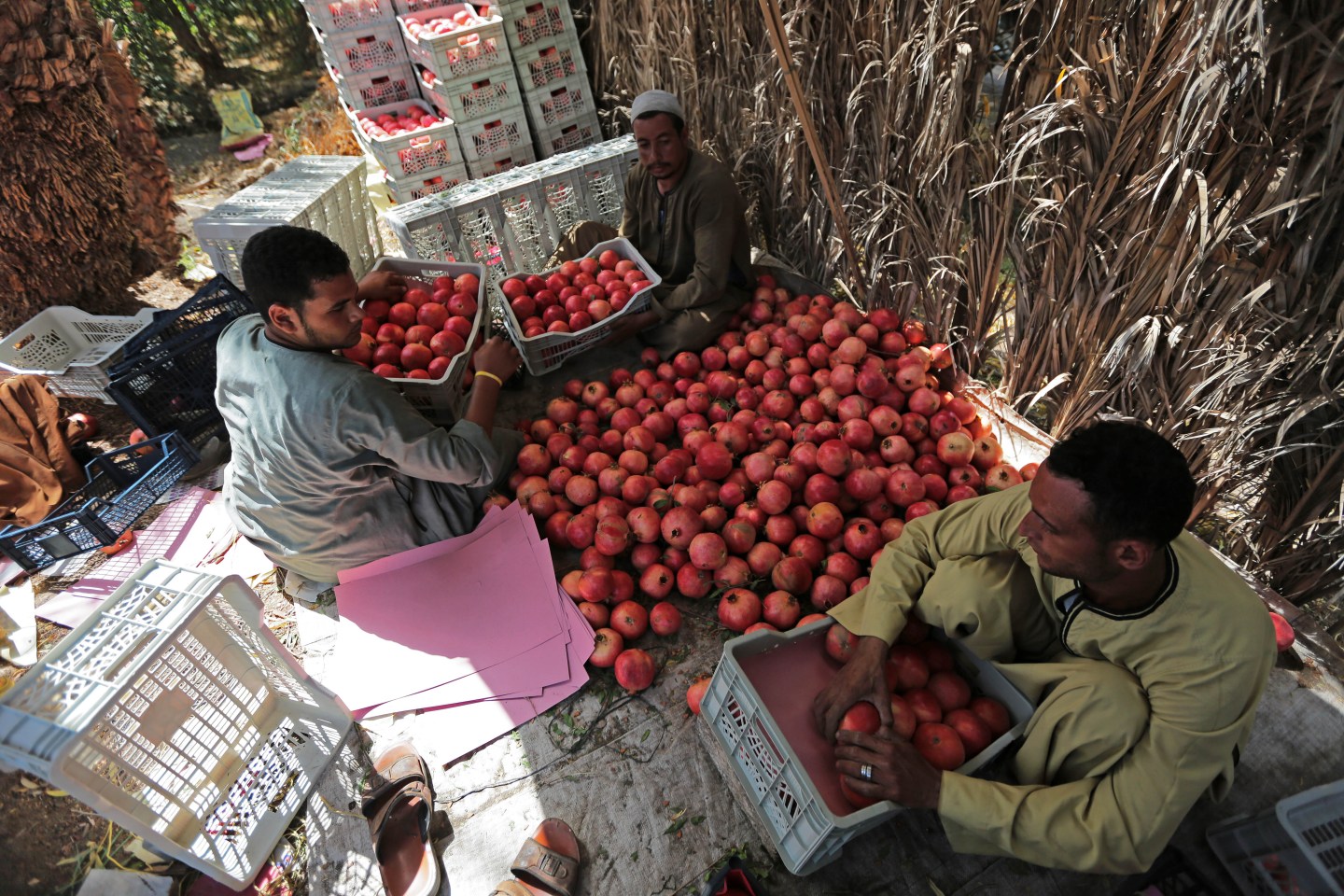 harvest in egypt