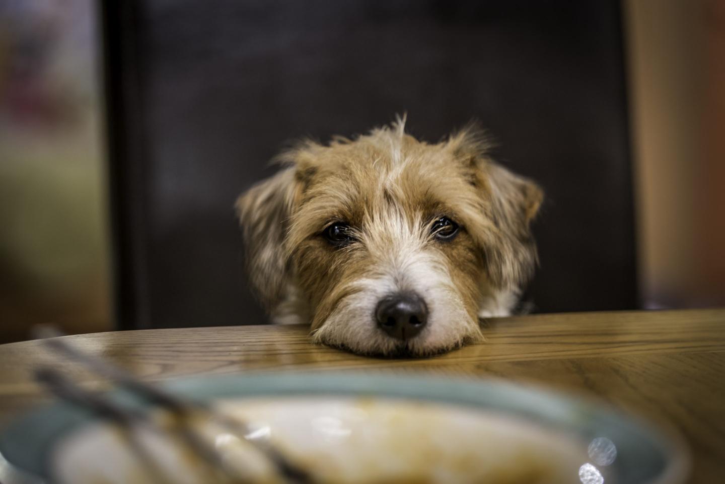 dog looks forlorn at dinner table
