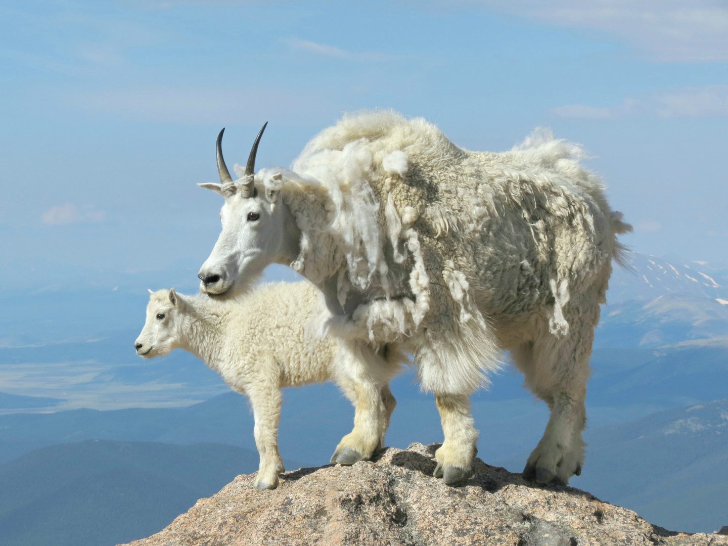 A female (nanny) Rocky Mountain Goat stands beside her baby (kid) high on a rock on the slopes of Mount Evans, in the Rocky Mountains of Colorado.