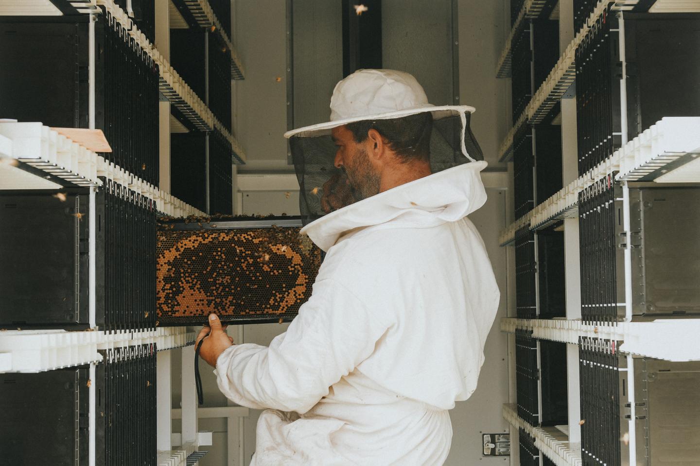 “We literally live on the stuff they pollinate”: This Arab-backed Israeli startup is helping save the world’s bees