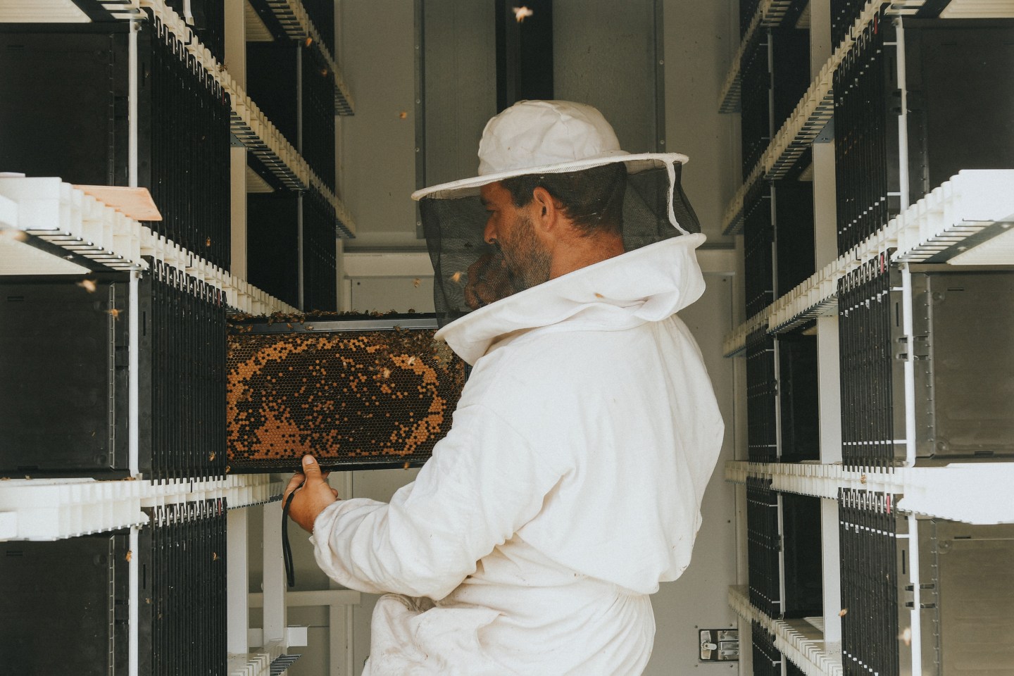 A Beewise beekeeper inspects a frame of bees inside a BeeHome.