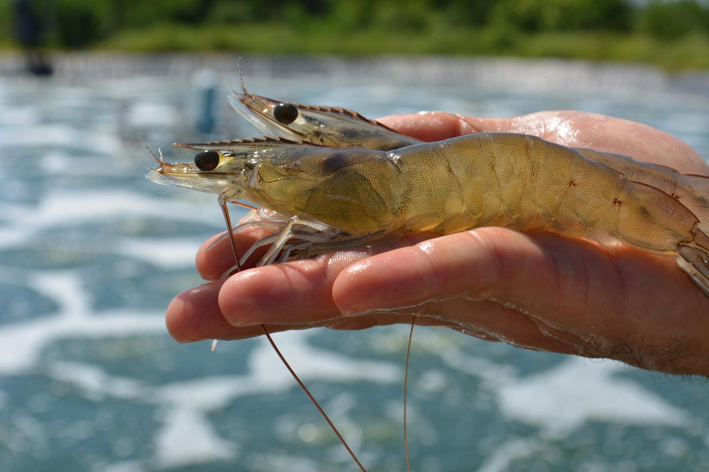 Dirty shrimp farms are punching a huge hole in the environment. A.I. could cut it in half