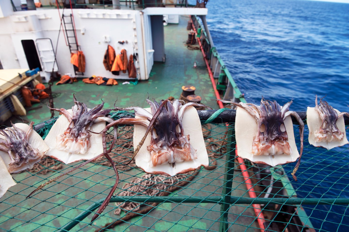 Squid caught in Pacific Ocean
