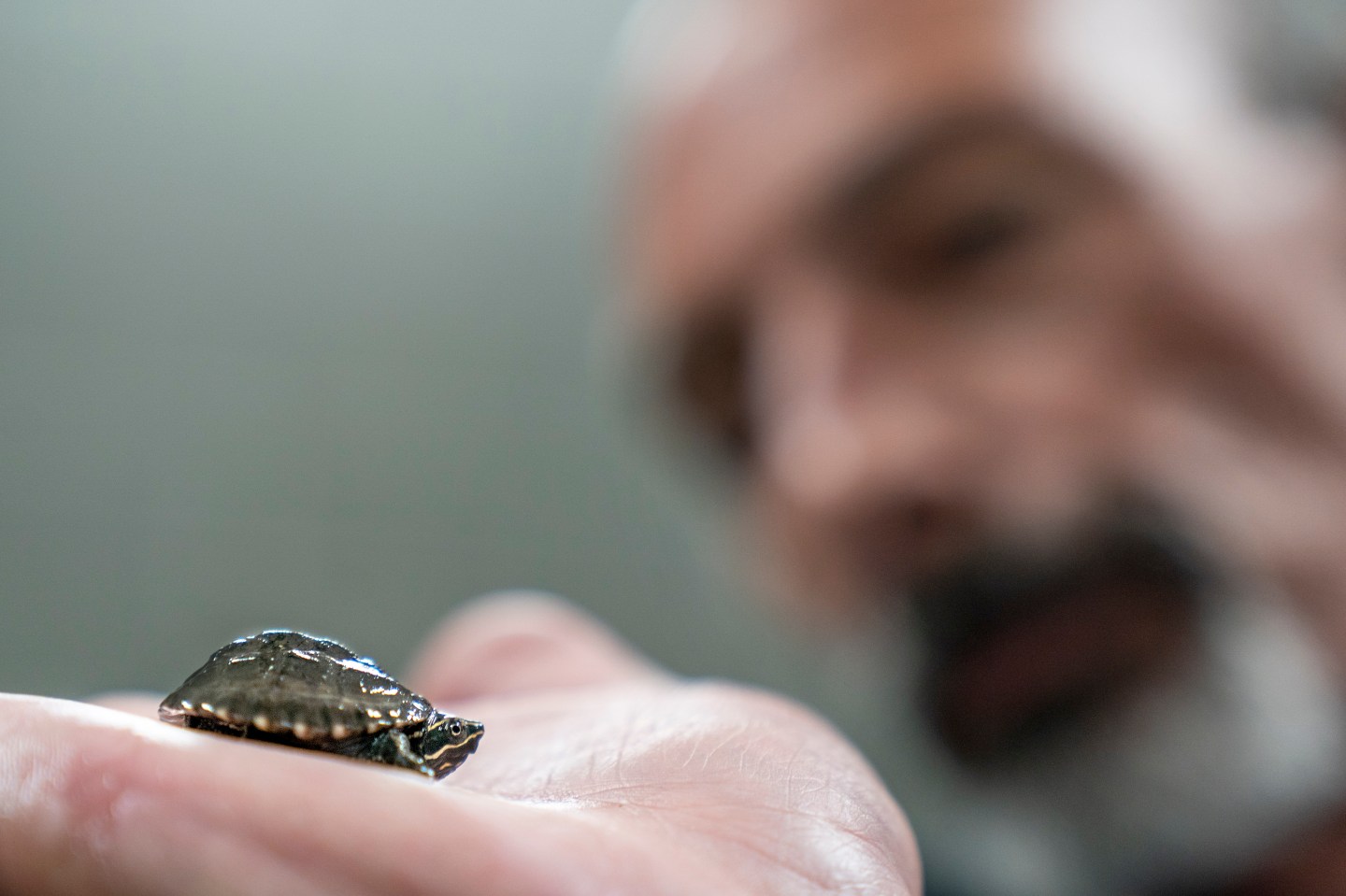Wildlife Conference Turtle Poaching