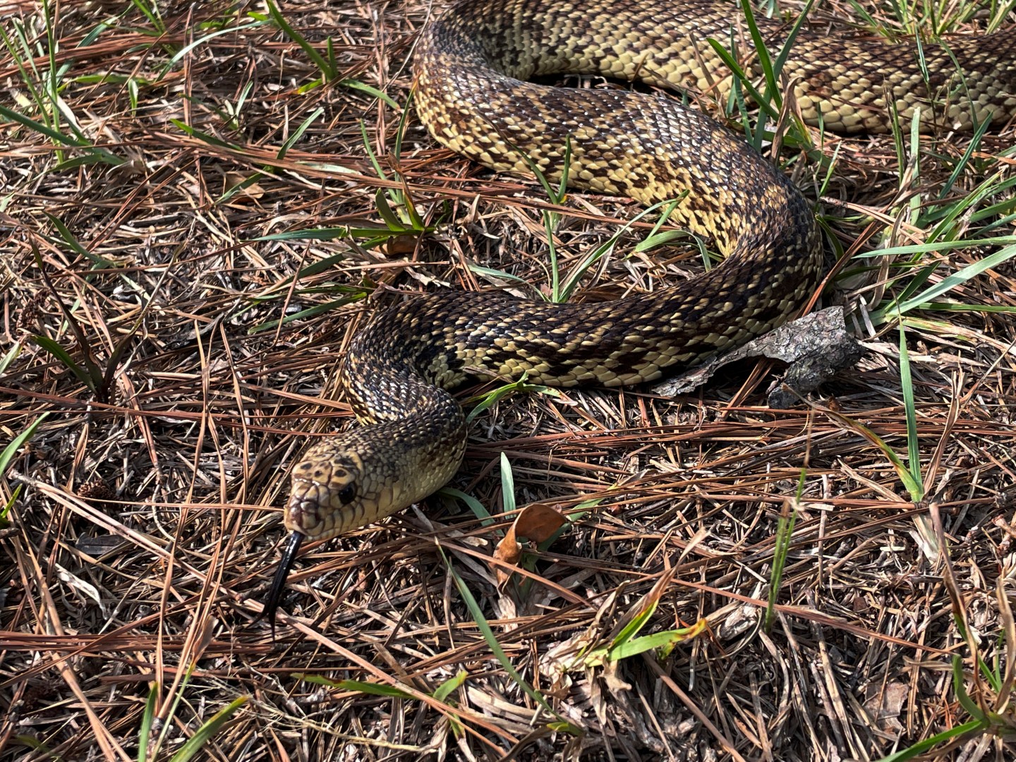 A Louisiana pine snake