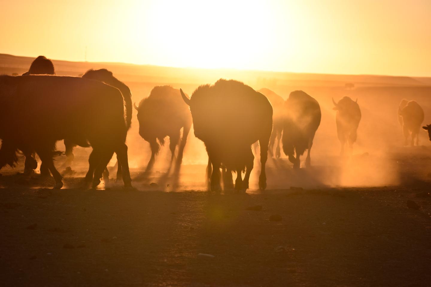 A herd of Bison in South Dakota
