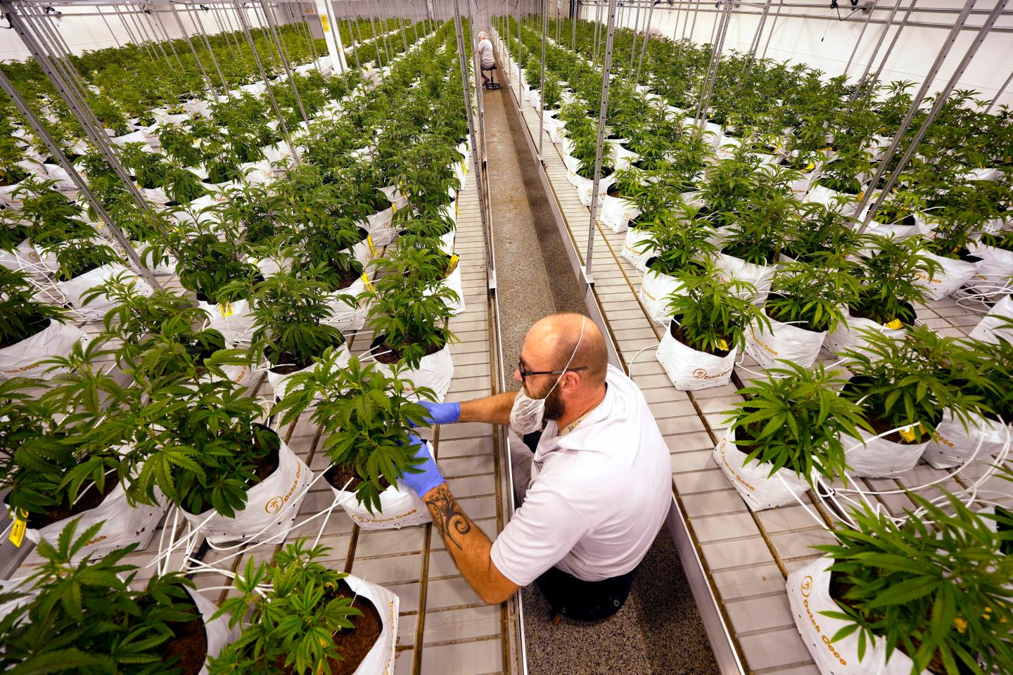 Marijuana farm