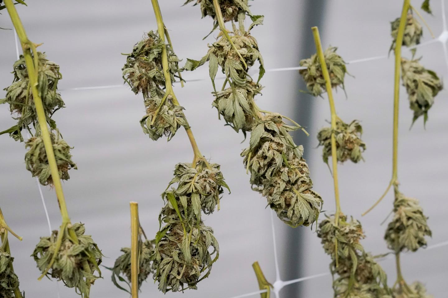 Marijuana