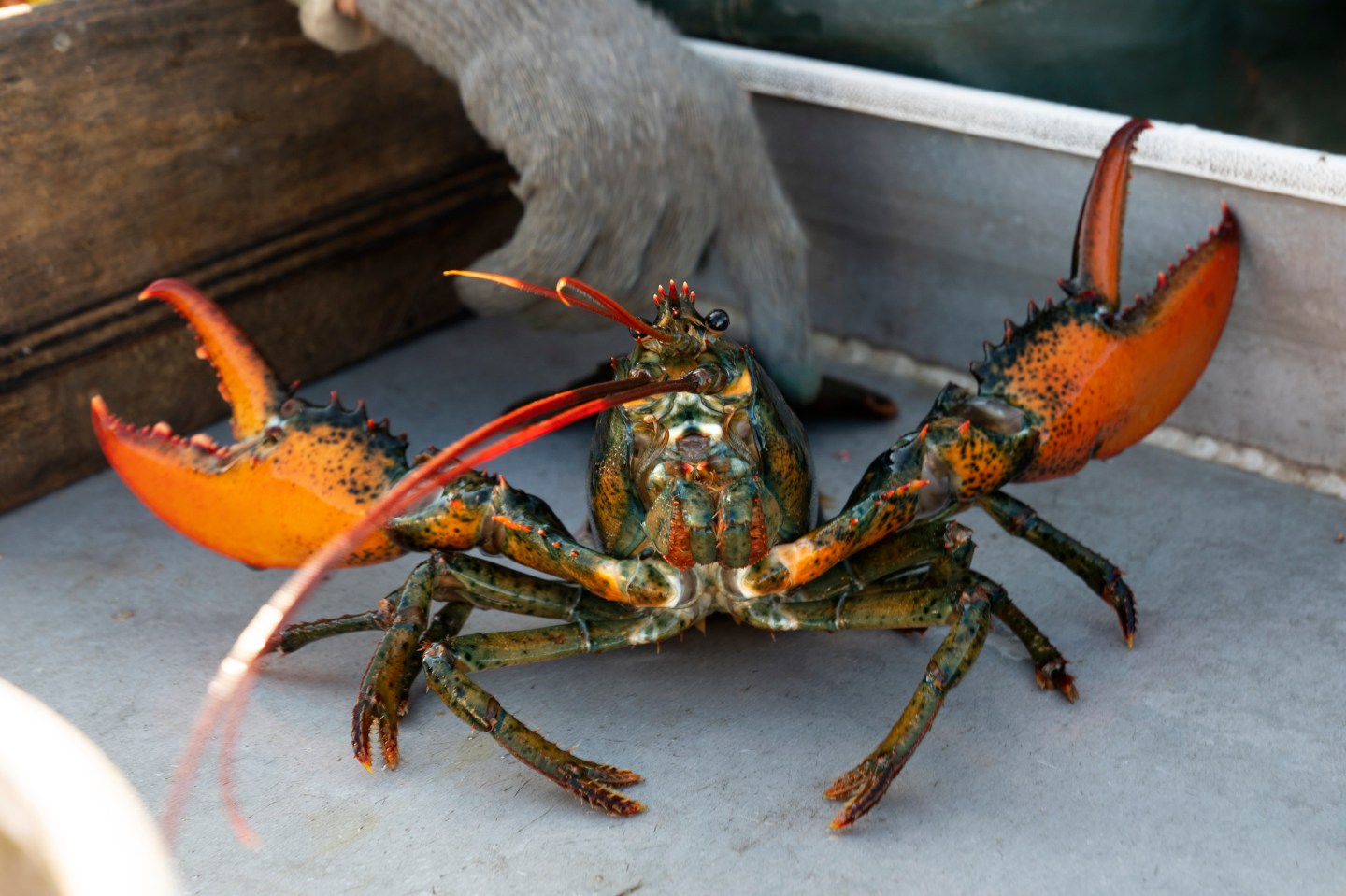 Maine lobster