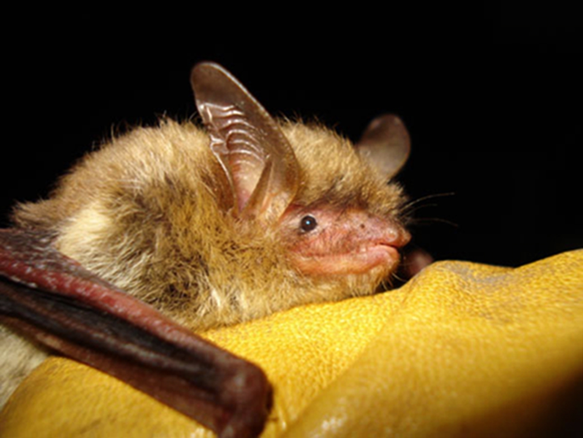 Biden put the northern long-eared bat on the endangered species list after  a fungus decimated its population | Fortune