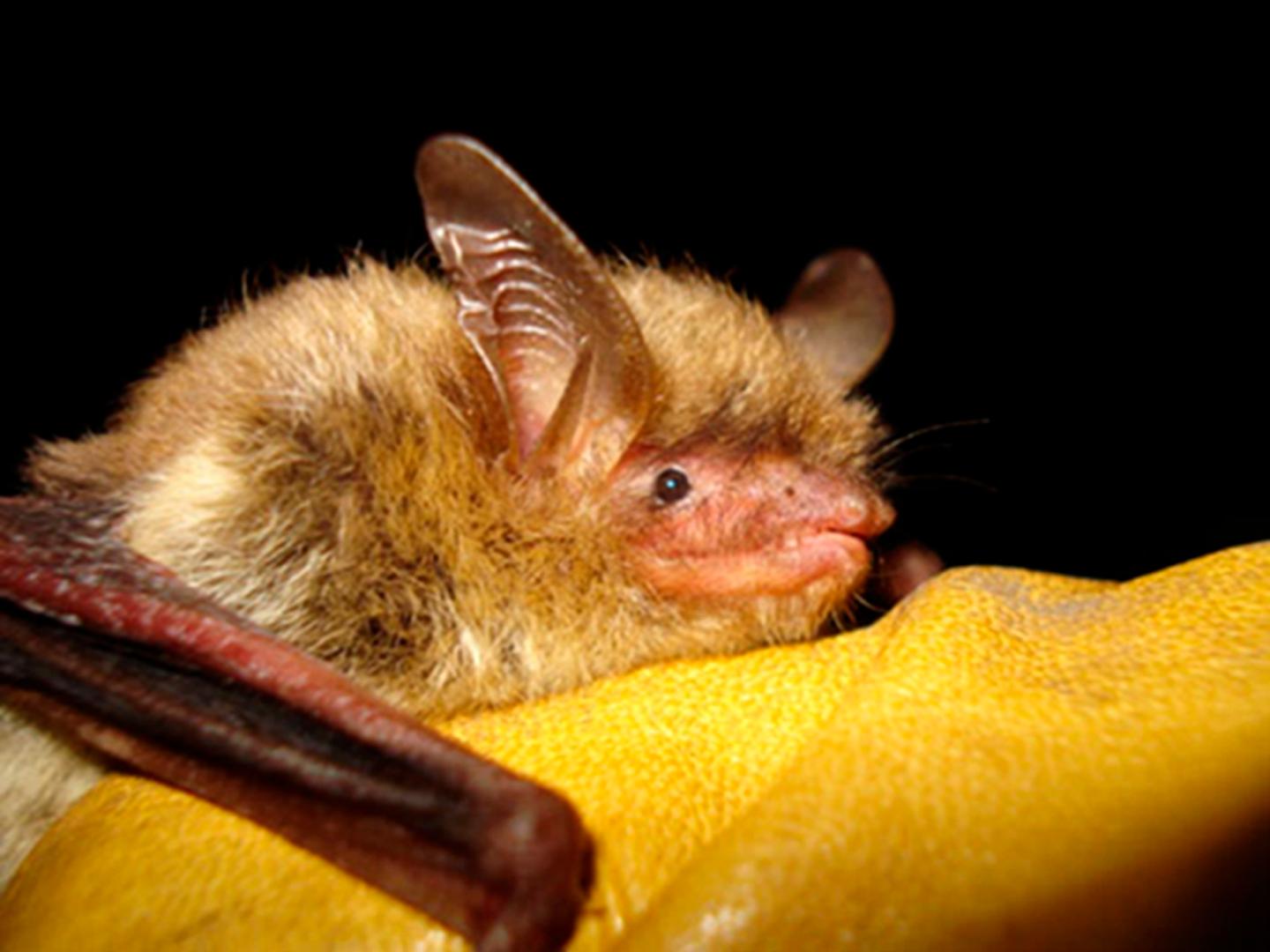 A northern long-eared bat