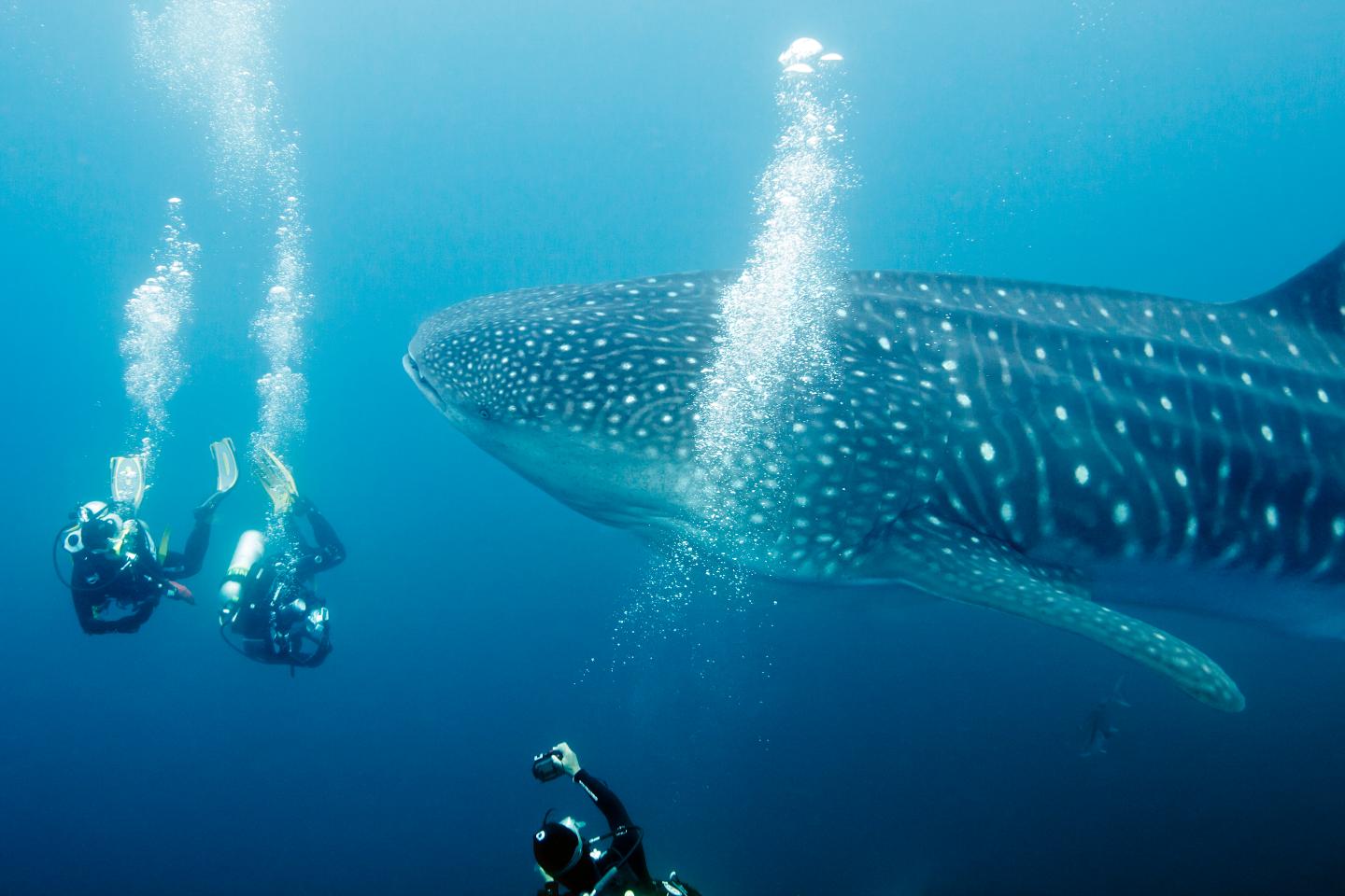 How A.I. is helping protect ecosystems in the Galápagos Islands