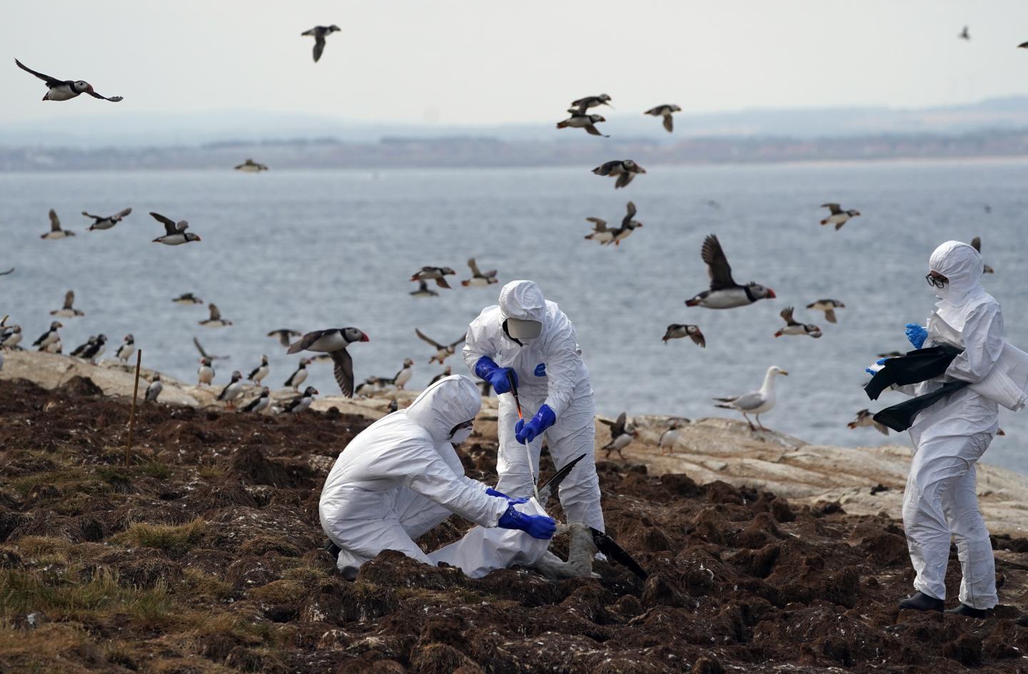 It’s official: This year’s bird flu outbreak is now the worst in U.S. history
