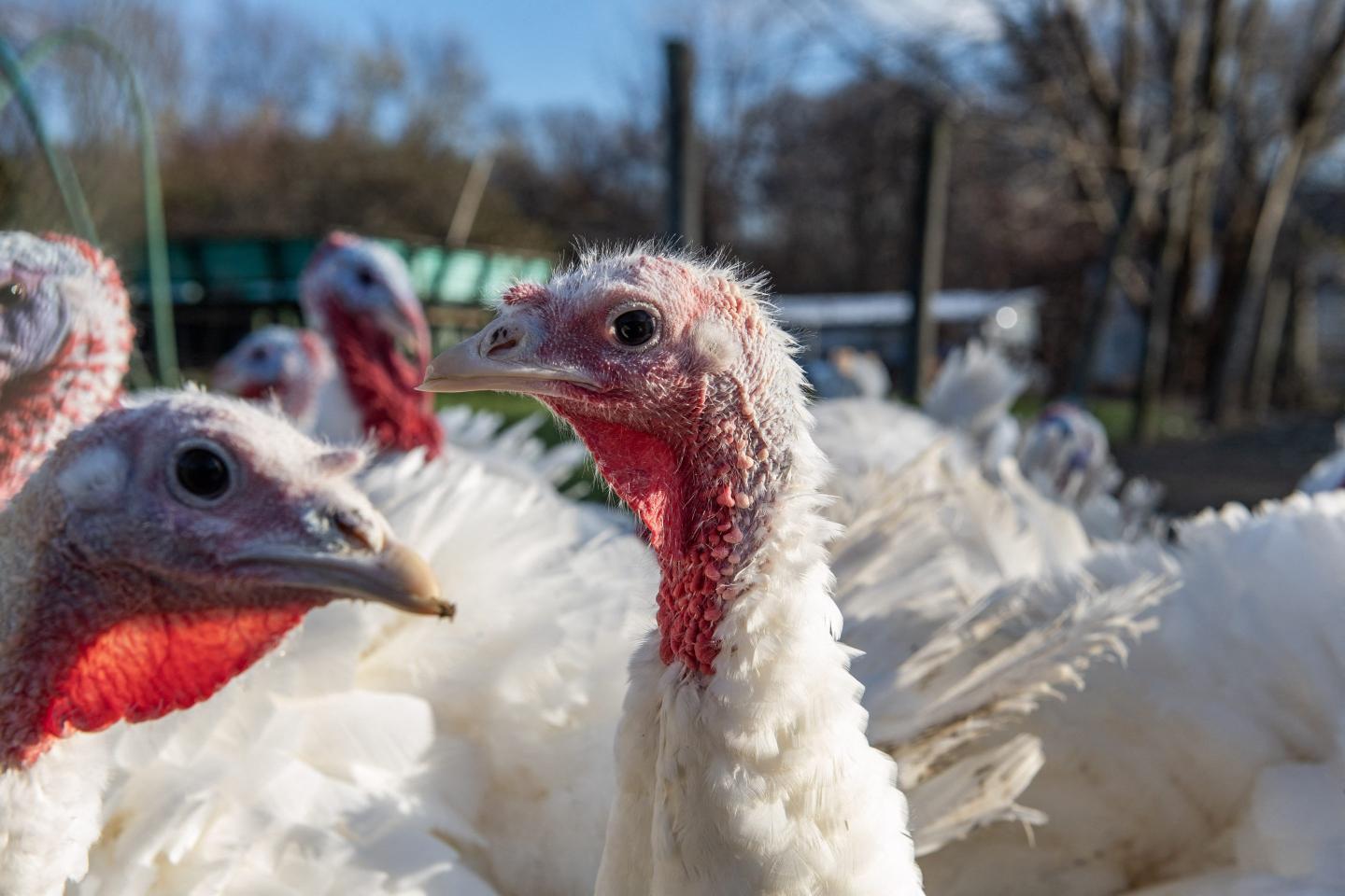 Hackers are coming for our Thanksgiving turkeys and John Deere tractors. It’s time to reevaluate America’s food security