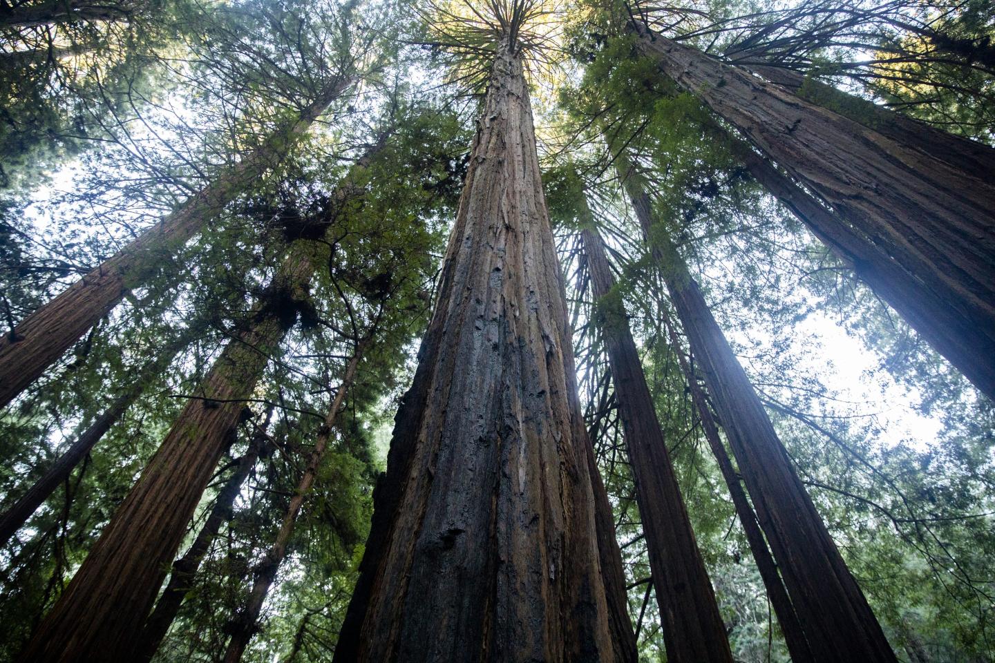 Pledges to plant trees are great news for the fight against climate change—but we don’t have enough seeds