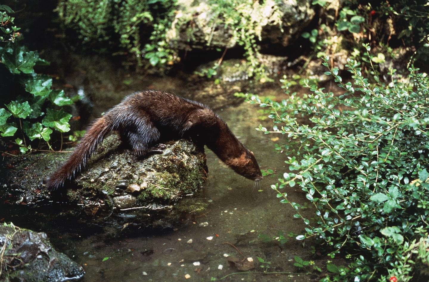 Mink