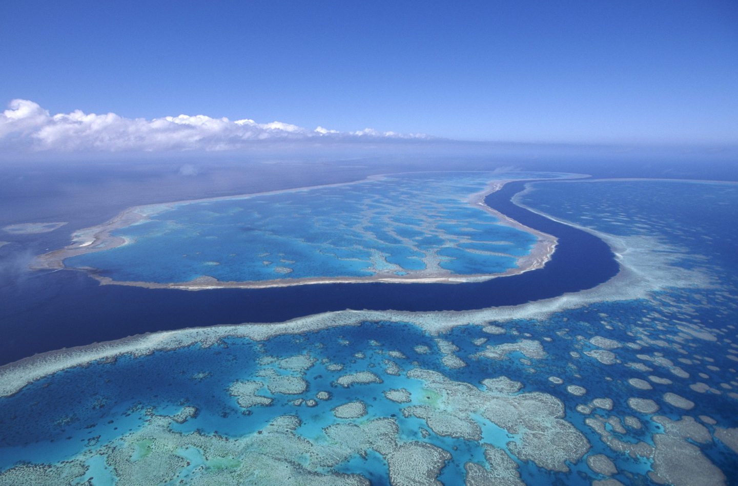 The U.N. says Australia's Great Barrier Reef is in danger of disappearing.