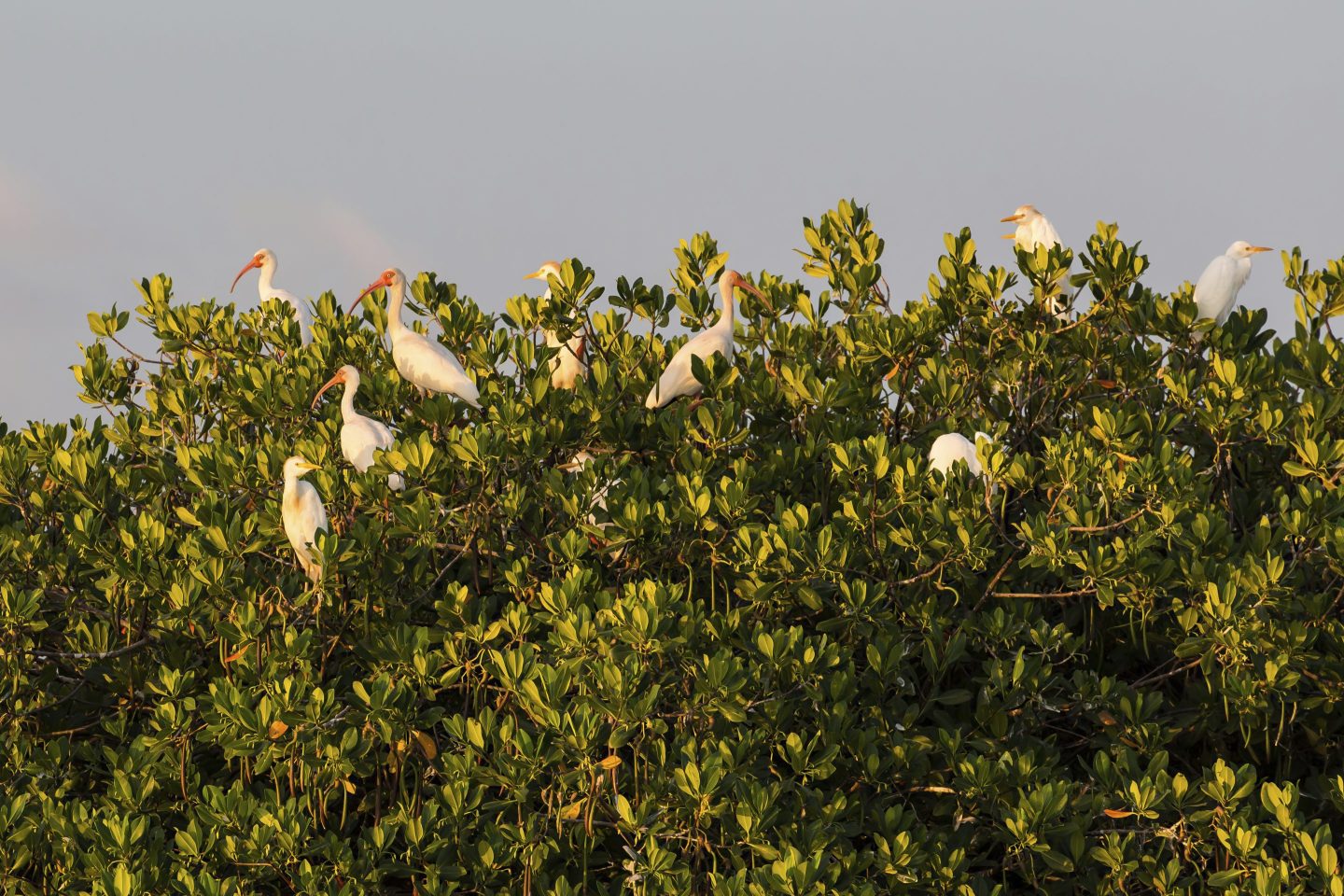 A mixed flock of White Ibis, Eudocimus albus, and Cattle Egrets, Bubulcus ibis, roost in a red mangrove tree at sunset on Lago de Oviedo in Jaragua National Park in the Dominican Republic.