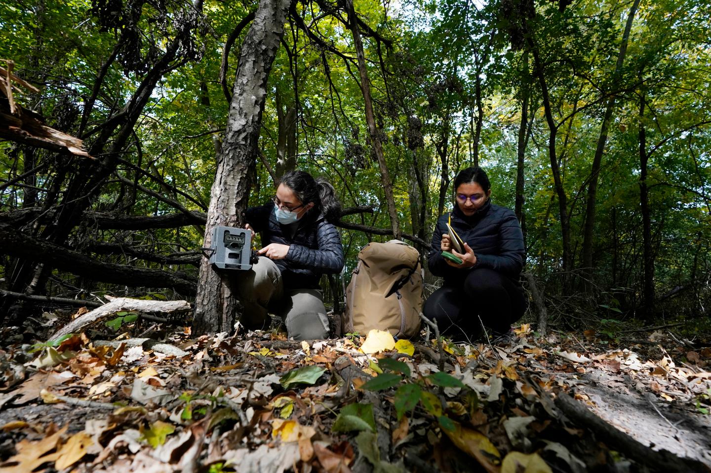 Cities rewilding