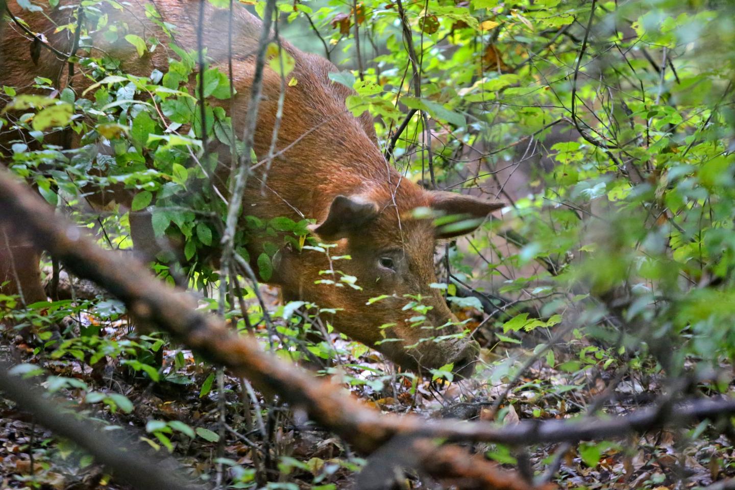 Feral hog