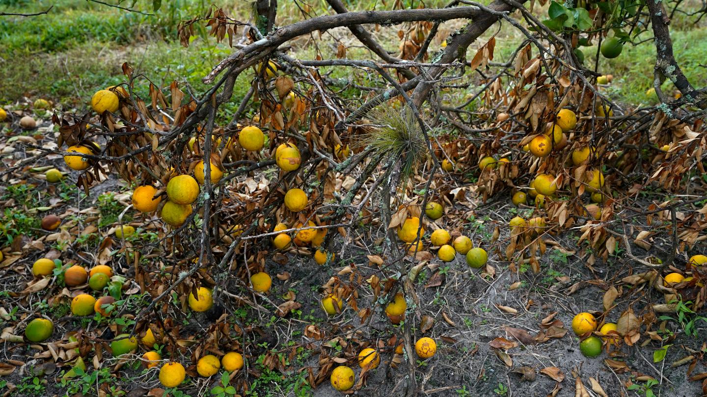 Rotting oranges laying on the ground in Florida after a hurricane.