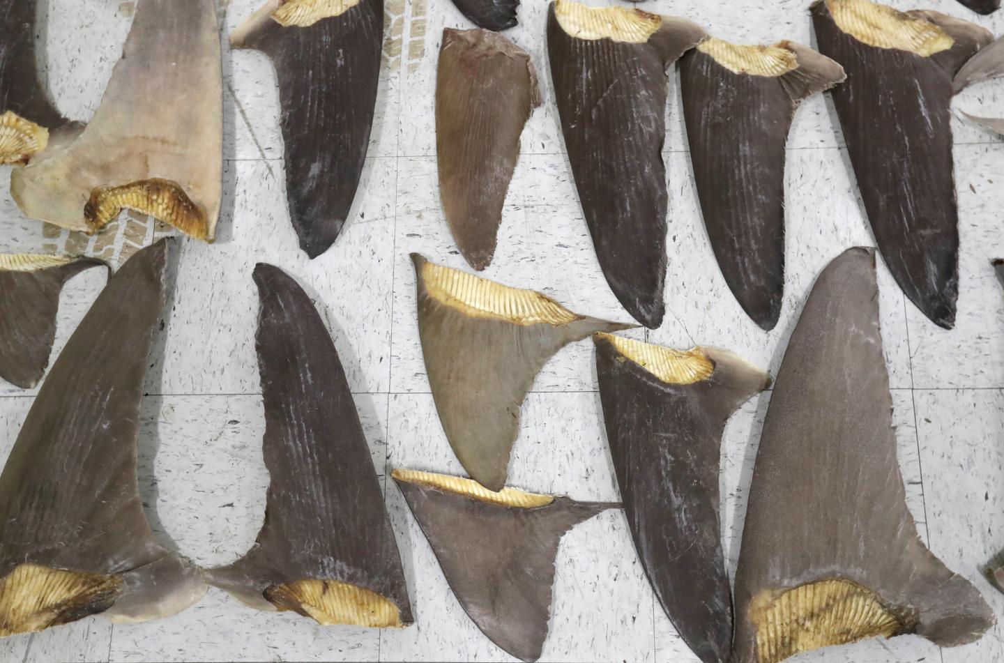 Confiscated shark fins