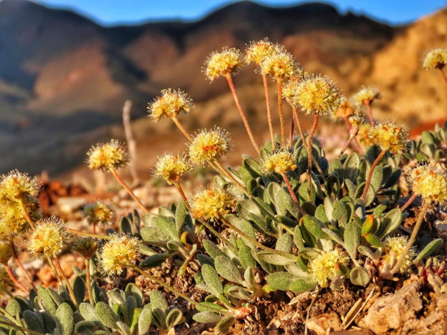 Tiehm's buckwheat flower