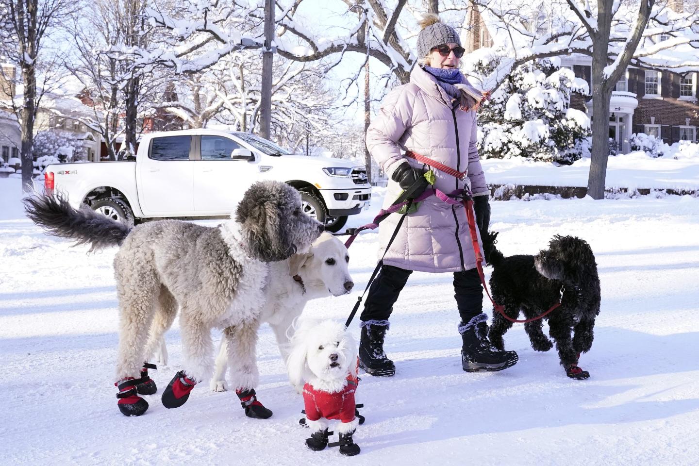A dog walker and three dogs in the snow.