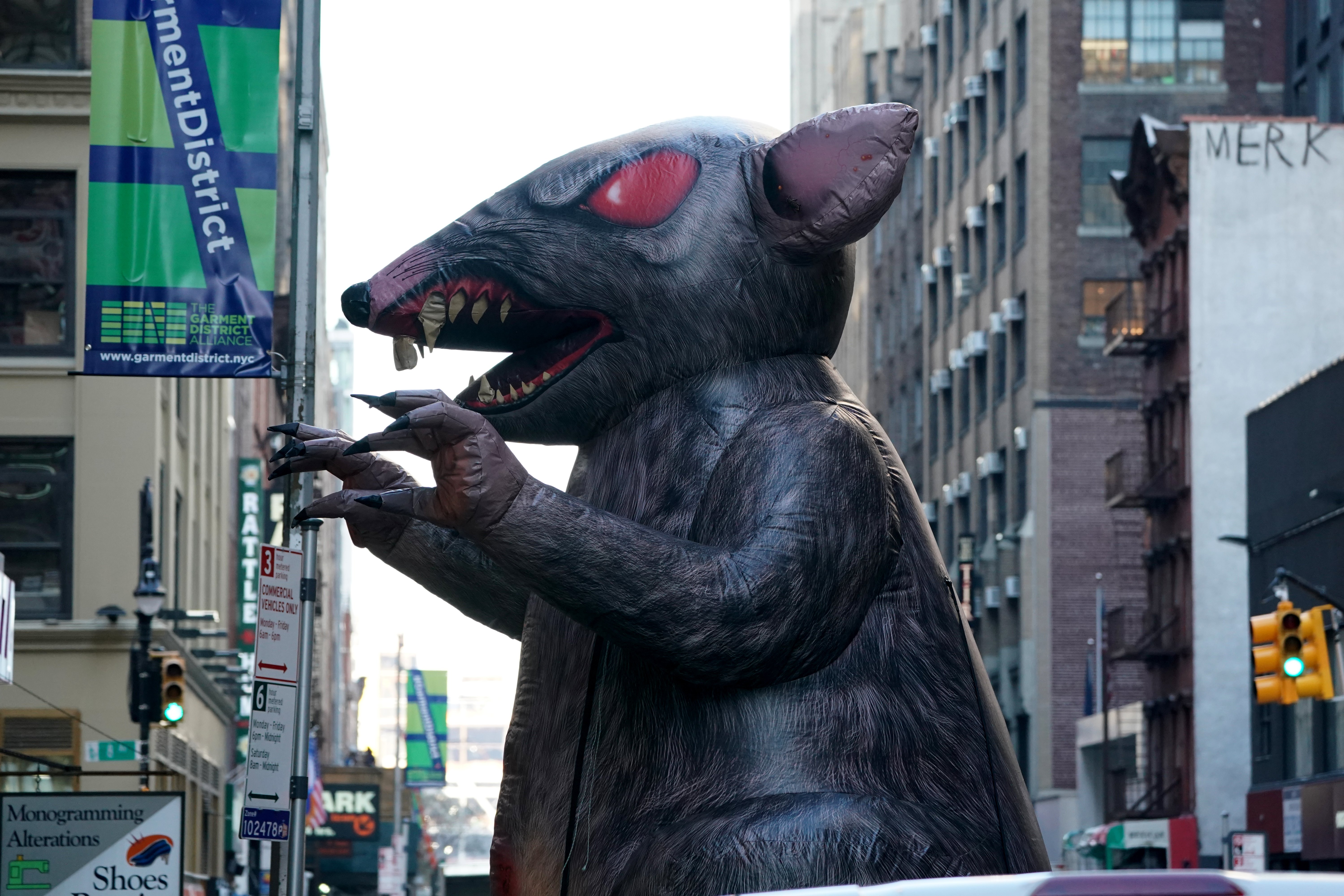 Giant Rats In New York
