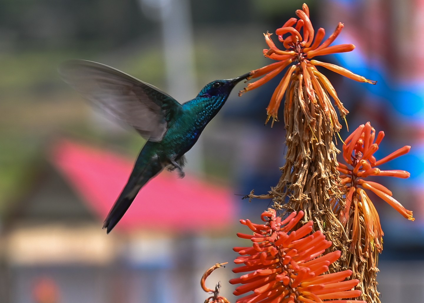 The loss of biodiversity threatens vital natural processes such as pollination.