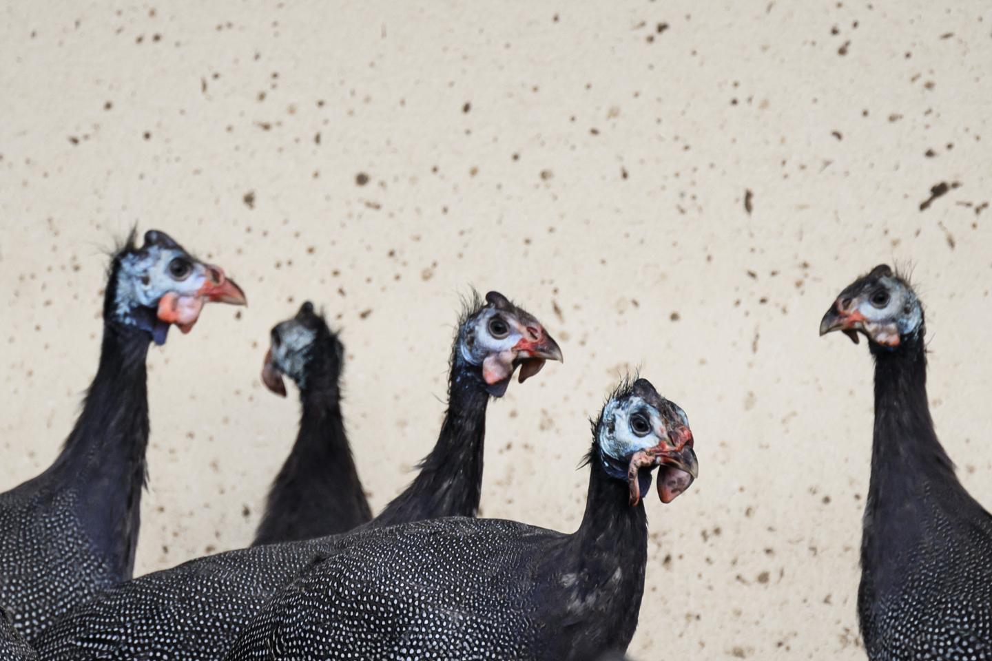 Why your holiday turkey will cost you more this year (it’s not just inflation)