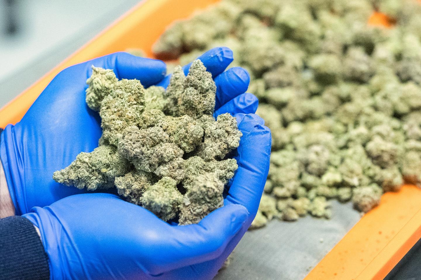 Marijuana buds