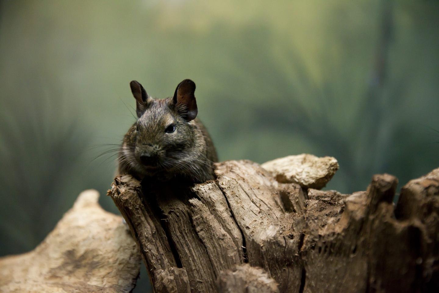 A Chilean degu rodent sitting on a forest branch