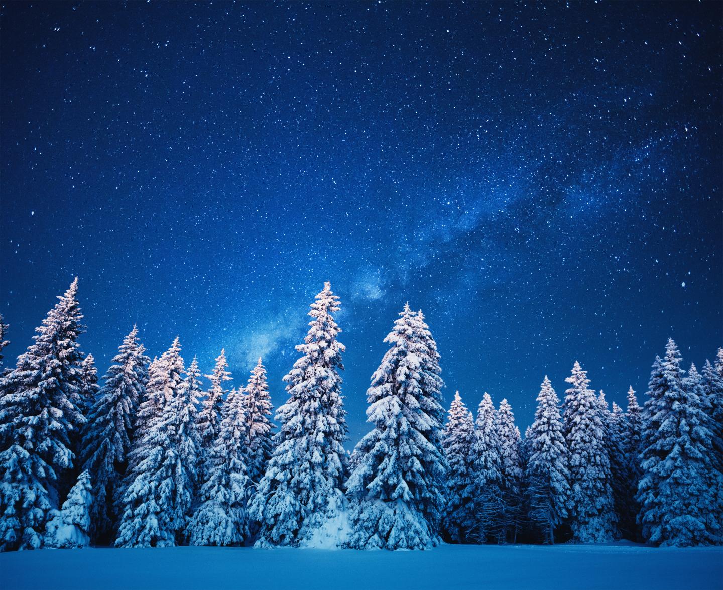 Trees covered in snow.