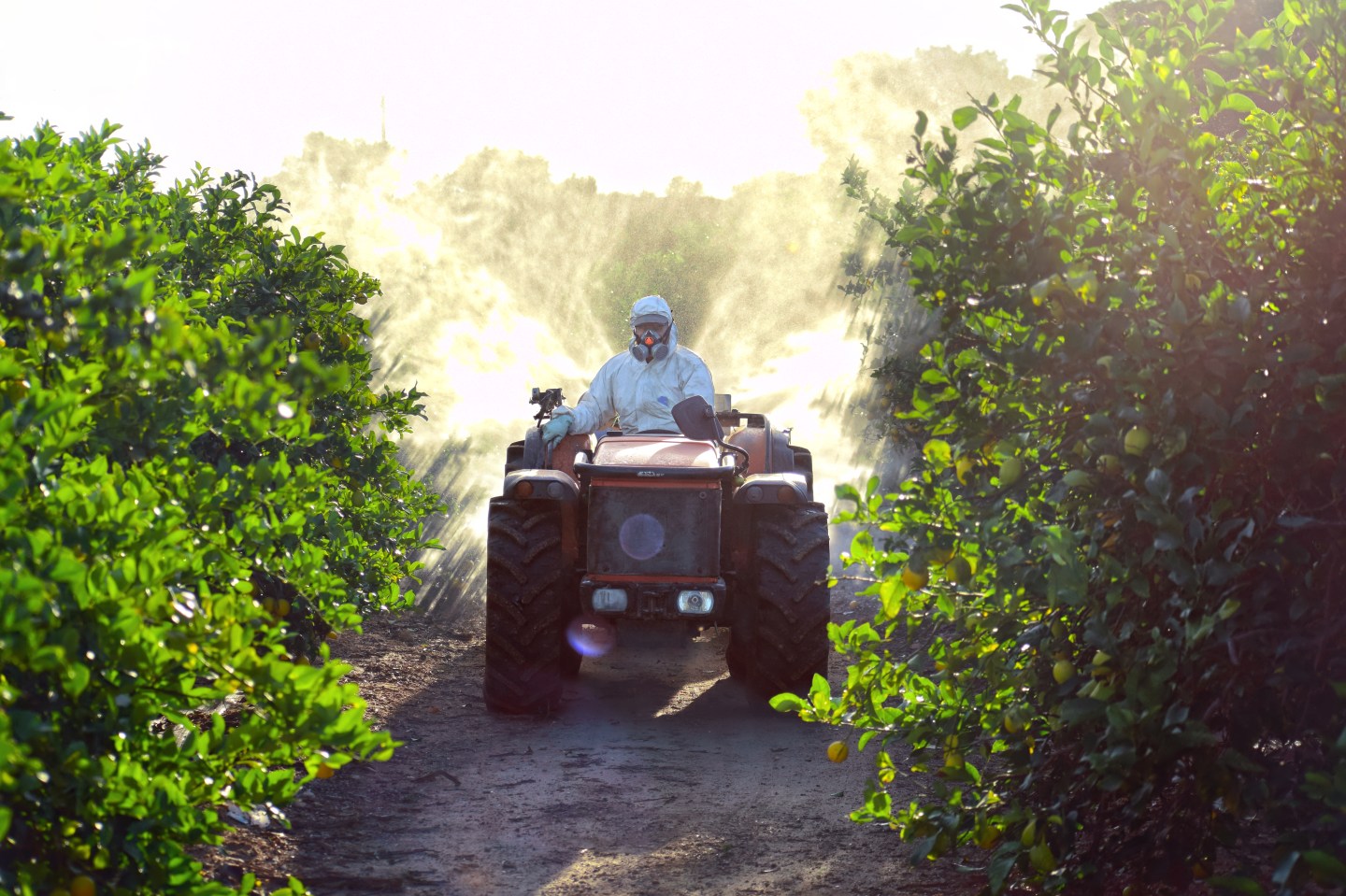 A farmer driving a tractor spraying pesticide and insecticide on a lemon plantation in Spain.