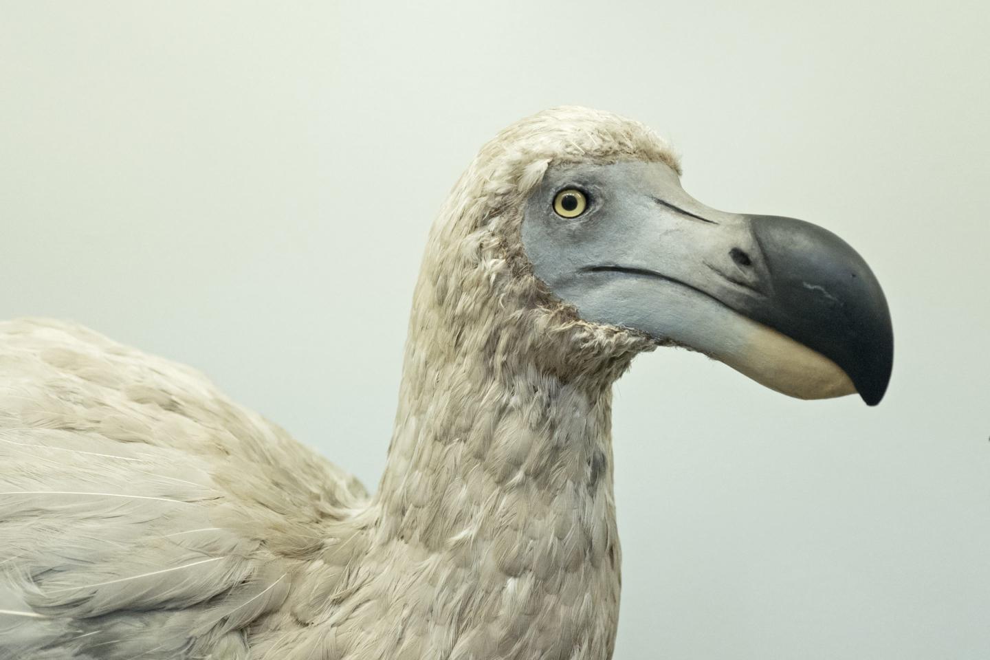 reconstruction of a Dodo bird.