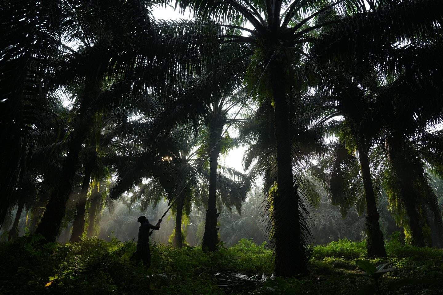 A worker harvests palm oil fruit at a plantation in West Java, Indonesia. Asia is estimated to have lost 55% of its natural capital in the last 50 years.