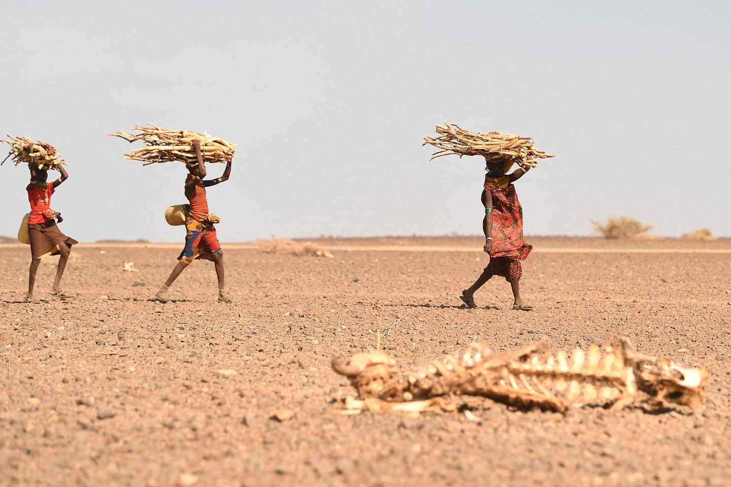 Women in Kenya carrying corn bundles in a desert walking past a cow carcass