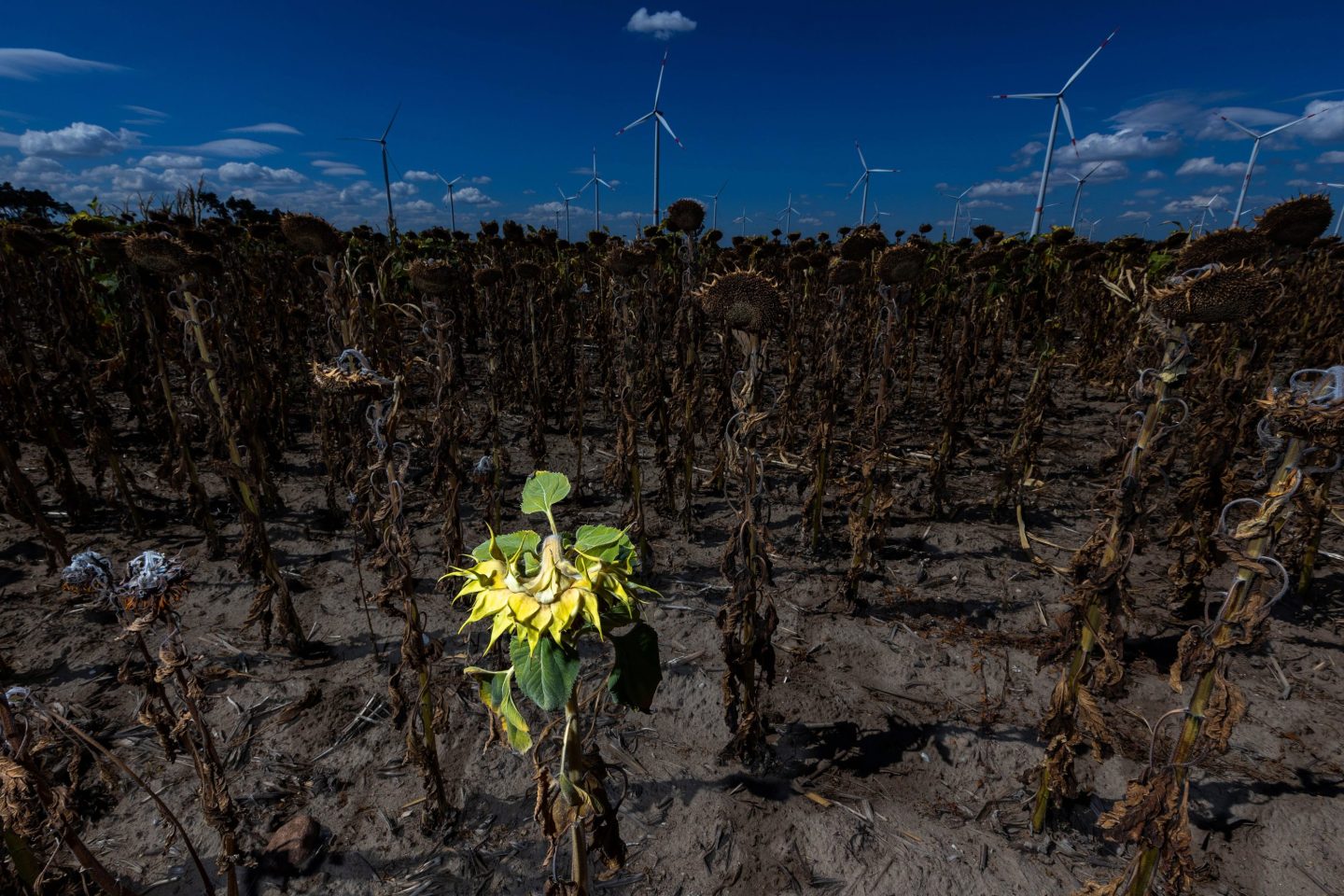 Sunflowers destroyed by a heat wave in Luckau, Germany are seen on Aug.12.