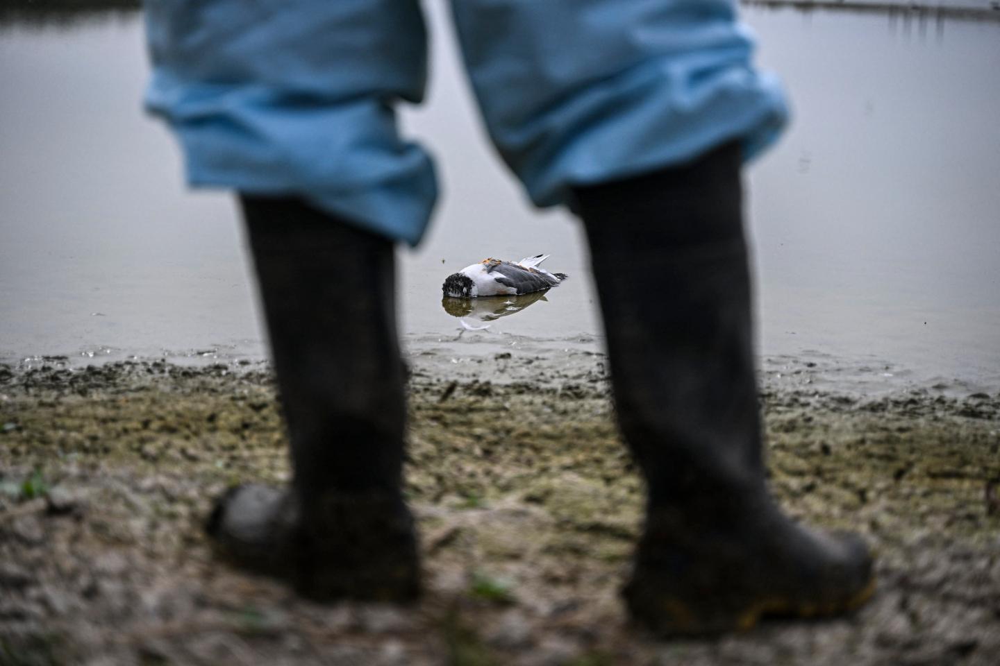 An ‘unprecedented pandemic of avian flu’ is wreaking havoc on the U.S. poultry industry. Humans may be at risk too, experts warn