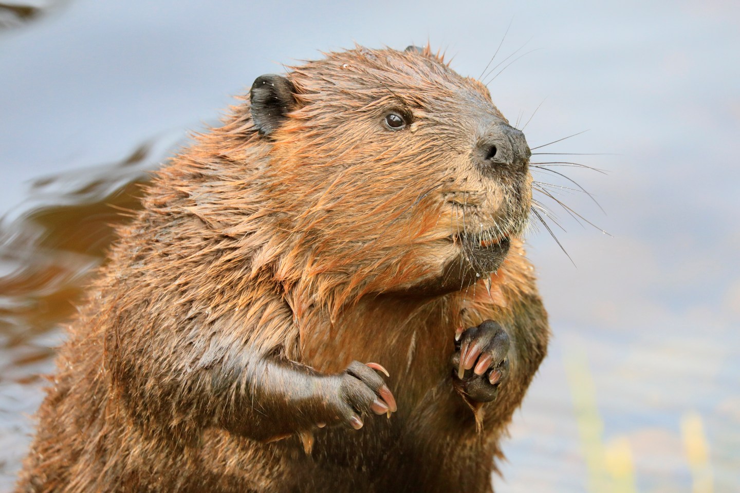 A close-up portrait view of a North American beaver